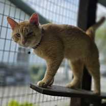 Thumbnail photo of Rodney Cat #2