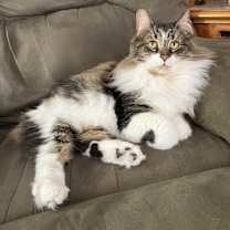 Thumbnail photo of Gwen-Special Needs Beauty #2