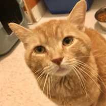 Thumbnail photo of Sir Sammy #1