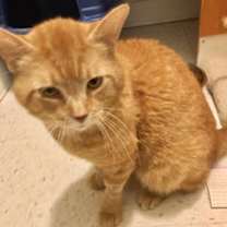 Thumbnail photo of Sir Sammy #2
