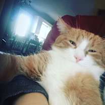Thumbnail photo of Marshmallow #1