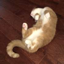 Thumbnail photo of Marshmallow #3