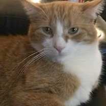 Thumbnail photo of Marshmallow #4