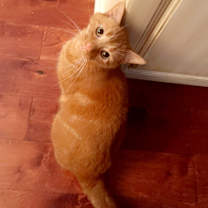 Thumbnail photo of Fluff #1