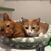 Thumbnail photo of Fluff #2