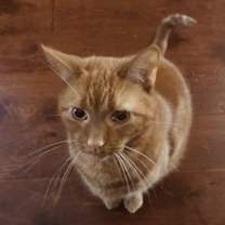 Thumbnail photo of Fluff #3