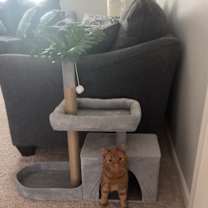 Thumbnail photo of Fluff #4