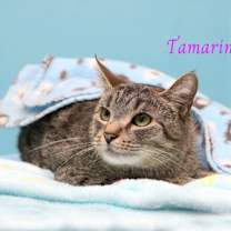 Thumbnail photo of Tamarind #2