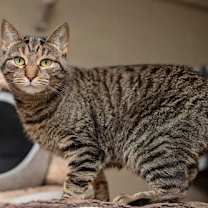 Thumbnail photo of Sienna #2