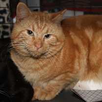 Thumbnail photo of Mango Tango (Neutered) #1