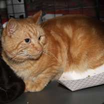 Thumbnail photo of Mango Tango (Neutered) #2
