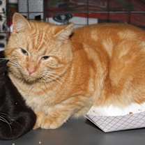 Thumbnail photo of Mango Tango (Neutered) #3