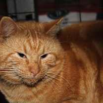 Thumbnail photo of Mango Tango (Neutered) #4