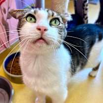 Thumbnail photo of King Kong #1