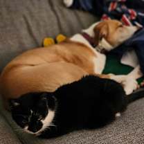 Thumbnail photo of TOADSTOOL #3