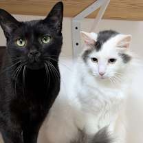 Thumbnail photo of Petey #3