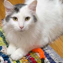 Thumbnail photo of Petey #4