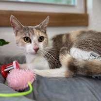 Thumbnail photo of Holly Hobby #1