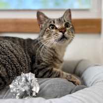 Thumbnail photo of Ashley Paws #2