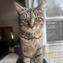 Thumbnail photo of Mona #1