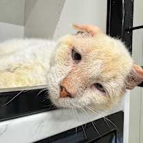 Thumbnail photo of Mortimer JG #1