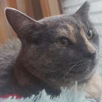 Thumbnail photo of Padilla (Courtesy Post) #1