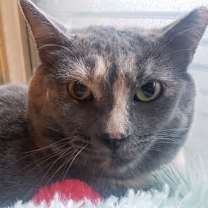 Thumbnail photo of Padilla (Courtesy Post) #2