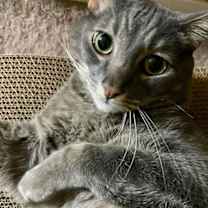 Thumbnail photo of Raider #2