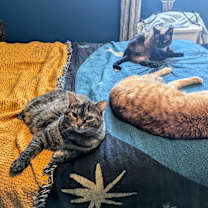 Thumbnail photo of Dove #3