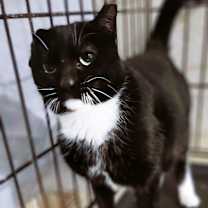 Thumbnail photo of Domino #1