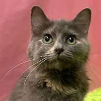 Thumbnail photo of Lucy #1