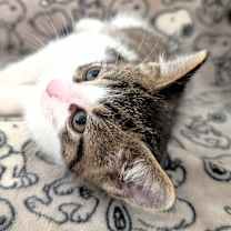 Thumbnail photo of Bean #4