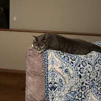 Thumbnail photo of Zelda #2