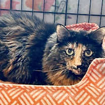 Thumbnail photo of Miss Priss #4