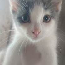 Thumbnail photo of Wonka #3