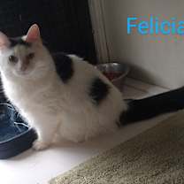 Thumbnail photo of Felicia #1
