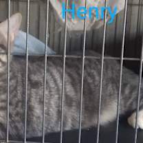 Thumbnail photo of Henry #1