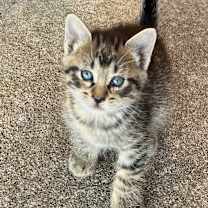 Thumbnail photo of Woody #4