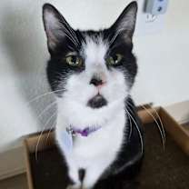 Thumbnail photo of Sweet Caroline #1