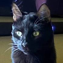 Thumbnail photo of Stephanie's Coal #1