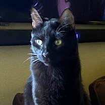 Thumbnail photo of Stephanie's Coal #2