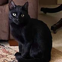 Thumbnail photo of Stephanie's Coal #3