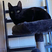 Thumbnail photo of Stephanie's Coal #4