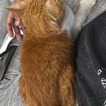 Thumbnail photo of Goldie #4