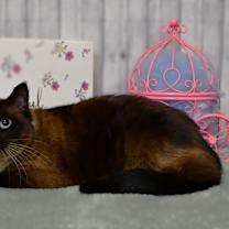 Thumbnail photo of Lulu #1