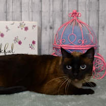 Thumbnail photo of Lulu #2