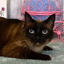 Thumbnail photo of Lulu #3