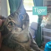 Thumbnail photo of Tiger #2