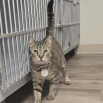 Thumbnail photo of Tigerstar #3