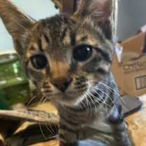 Thumbnail photo of NomNom BW #3